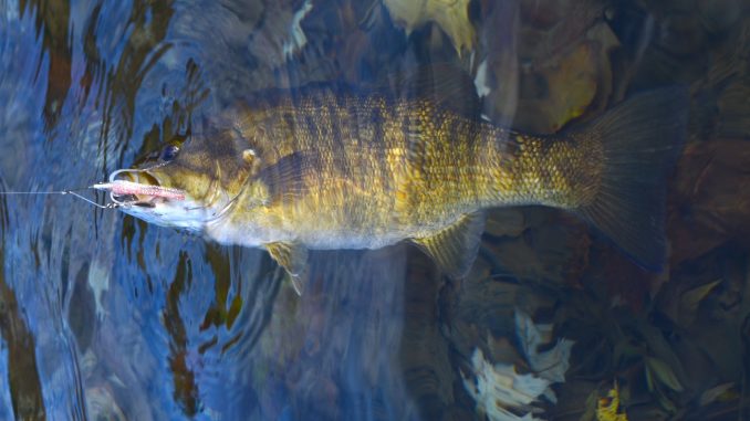 Smallmouth of Current River