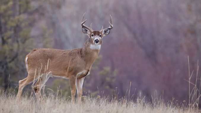 Indiana Draw system